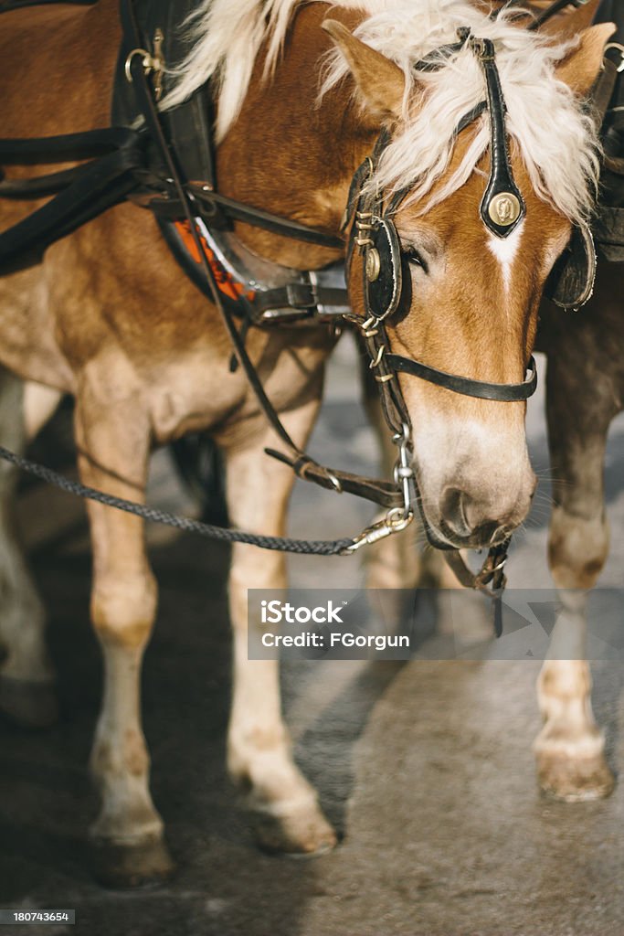 Cavalo - Foto de stock de Animal royalty-free