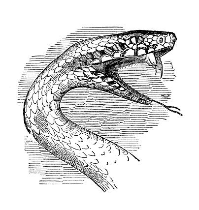 Vintage engraving from 1864 of showing the head of a snake