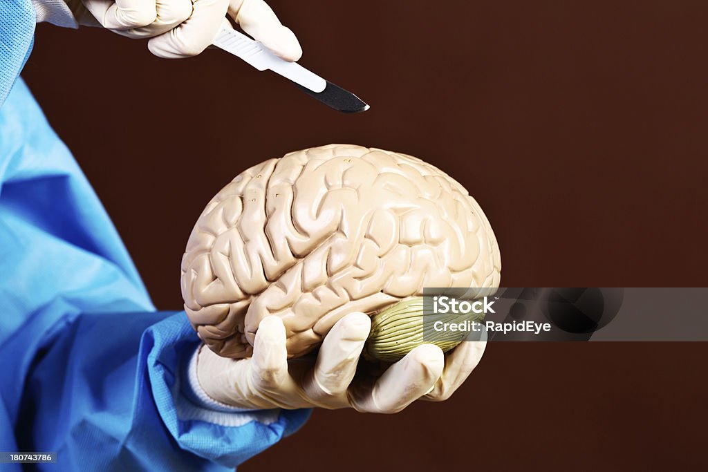 Guantes corte en el Modelo de cerebro con escalpelo - Foto de stock de Acuerdo libre de derechos