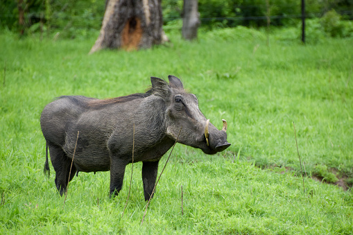 An adult warthog in a nature reserve in Zimbabwe