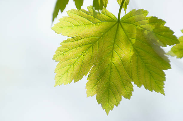 deixe de maple [ género acer ] - ahornblaetter imagens e fotografias de stock