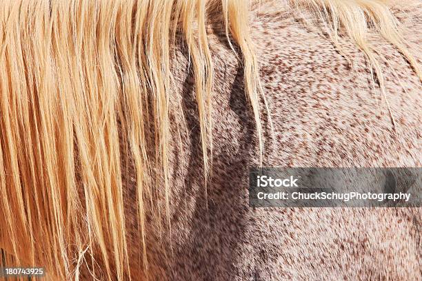 Horse Mane Hair Roan Arabian Filly Stock Photo - Download Image Now - Horse, Animal, Animal Back
