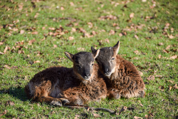 istock Two cute small lambs enjoy the sunshine 1807440864