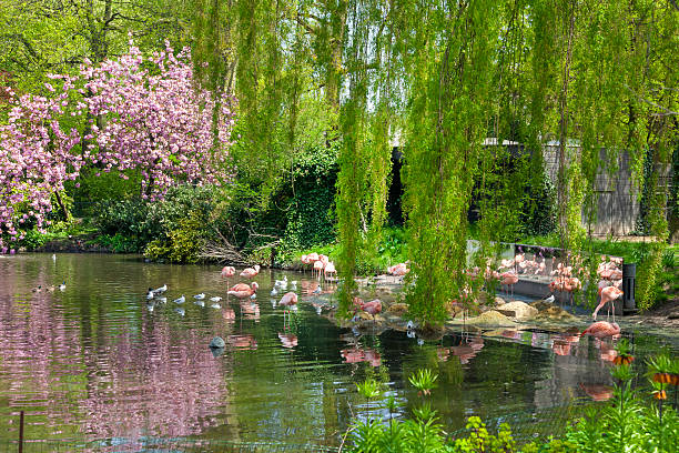 foenicopterídeos rosa no jardim zoológico artis de amesterdão, países baixos - aviary imagens e fotografias de stock