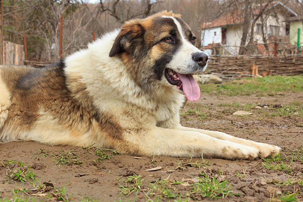 istock Dog in the yard 180744427