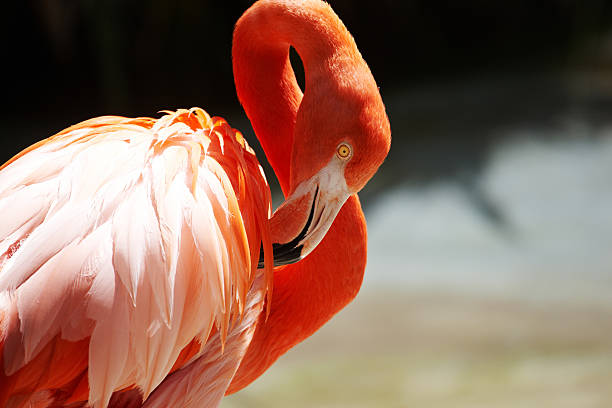 istock Orange flamingo head preening neck 180744660