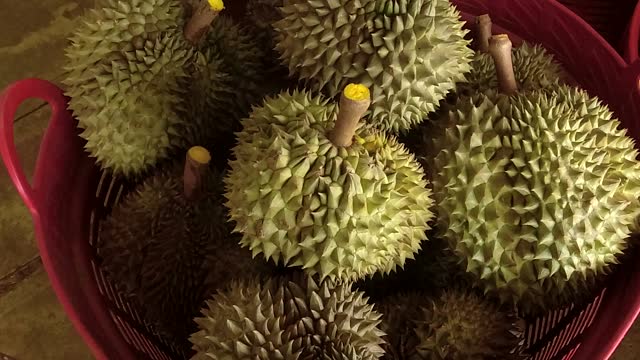 Fresh Durian is prepairing to china