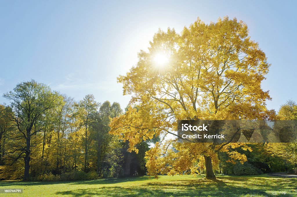 Laubwaldes Sonnenlicht in Herbst - Lizenzfrei Ast - Pflanzenbestandteil Stock-Foto