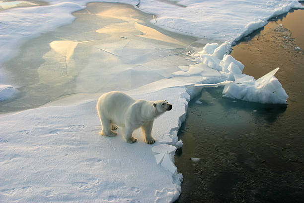 niedźwiedź polarny stojący na kra lodowa w otoczeniu woda - polar bear global warming ice bear zdjęcia i obrazy z banku zdjęć