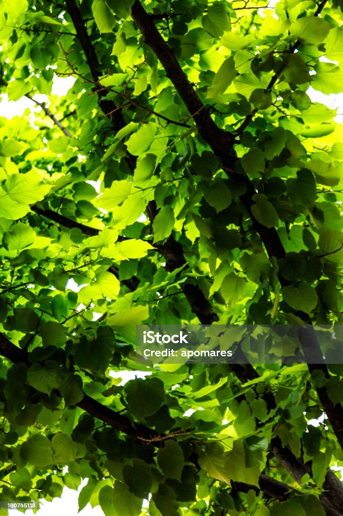 Fond de la Nature des feuilles sur un arbre vert - Photo de Arbre libre de droits