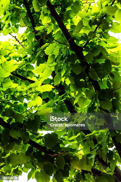 Fundo De Natureza Com Verde Fresco Folhas Sobre Árvore - Fotografias de stock e mais imagens de Arbusto
