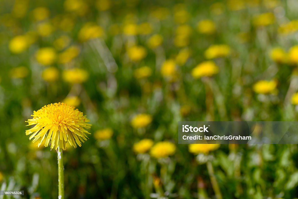 Löwenzahn - Lizenzfrei Baumblüte Stock-Foto