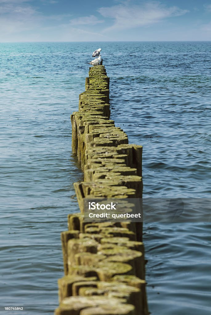 Möwen auf einer hölzernen breakwater - Lizenzfrei Buhne Stock-Foto