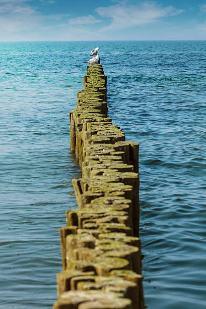 istock Seagulls on a wooden breakwater 180745842