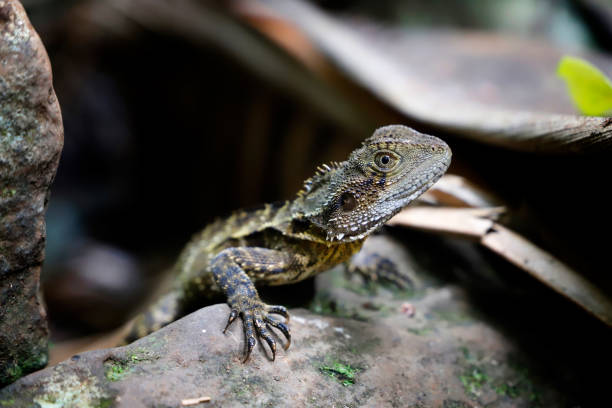 istock Water dragon close up 1807458514