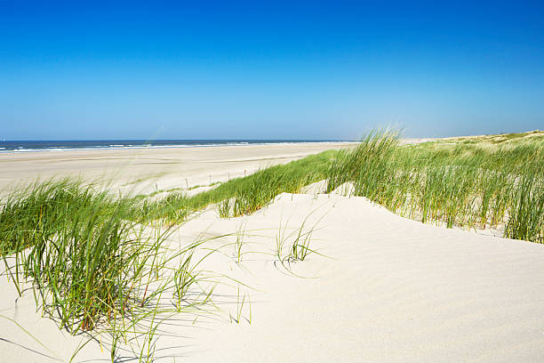 istock Sand dunes with grass and beach on a clear day 180745865