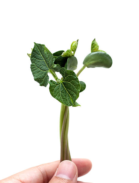 Holding soybean seedlings isolated on white background