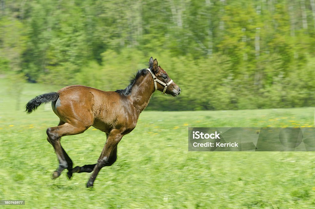 warmblood horse Fohlen im Galopp - Lizenzfrei Agrarbetrieb Stock-Foto