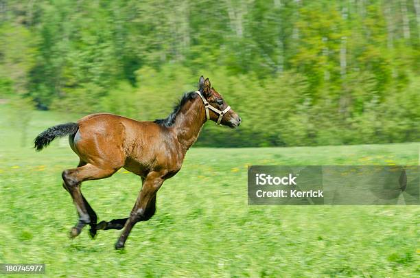 Warmblood Horse Fohlen Im Galopp Stockfoto und mehr Bilder von Agrarbetrieb - Agrarbetrieb, Aktivitäten und Sport, Bewegung