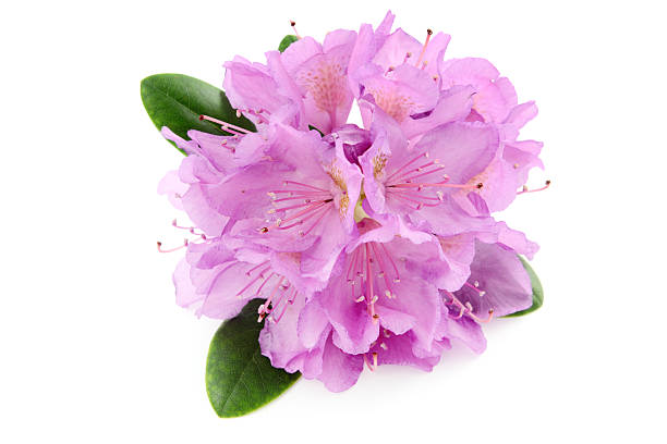 istock isolatedred purple Rhododendron 180746061
