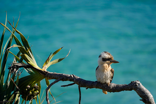 Kookaburras are terrestrial tree kingfishers native to Australia. They grow between 28 and 47 cm in length and weigh around 300g