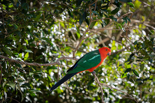 The king parrot is a parrot native to eastern and south eastern Australia