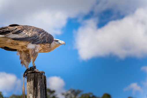 The White-bellied Sea-Eagle feeds on fish, birds and mammals. Skilled hunters, they attack birds as large as a swan.