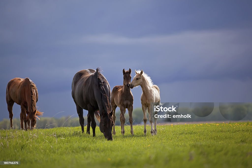 Cavalos em Pasture antes da tempestade - Foto de stock de Equus Caballus royalty-free