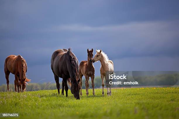 Foto de Cavalos Em Pasture Antes Da Tempestade e mais fotos de stock de Equus Caballus - Equus Caballus, Pasto - Campo, Animal