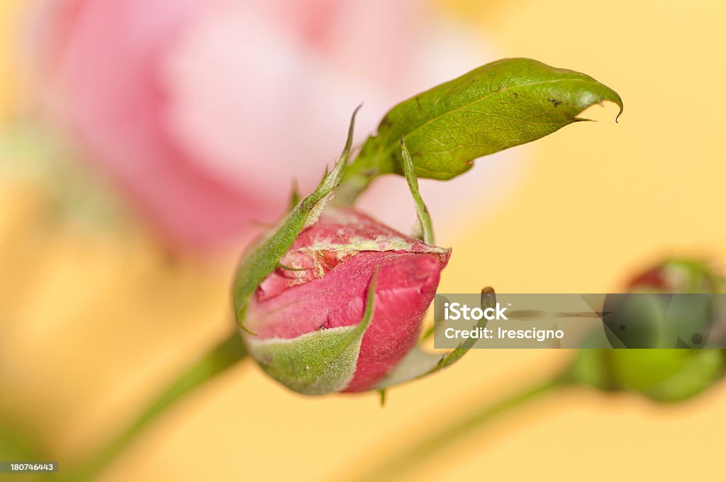 розовая роза - Стоковые фото Без людей роялти-фри