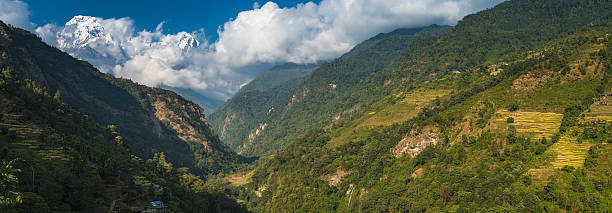 green valley farms terrasse idyllique de paysages reculés annapurna himalaya, népal - millet terrace photos et images de collection