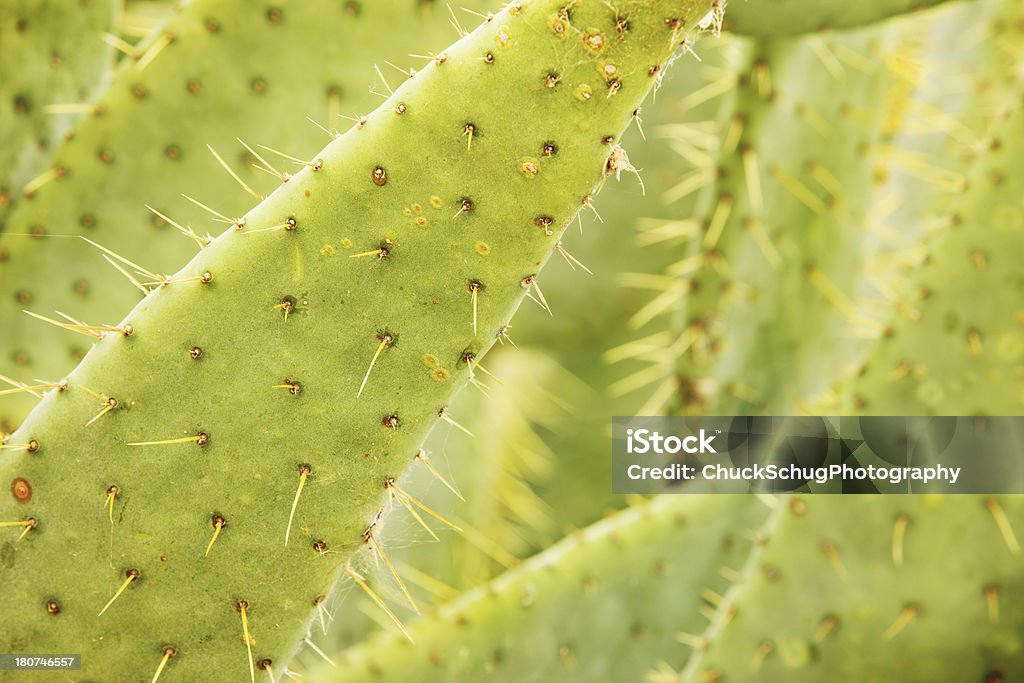 Mucca Cactus Opuntia engelmannii linguetta - Foto stock royalty-free di Affilato