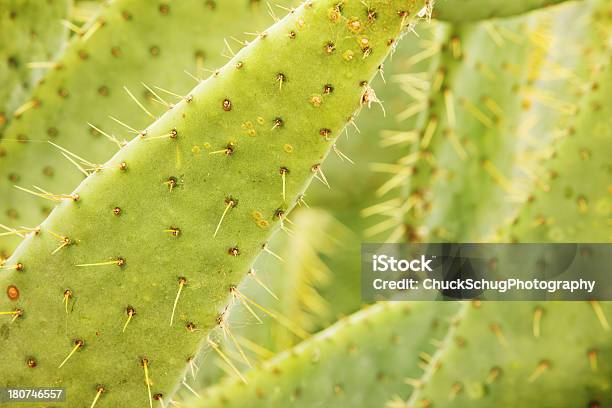 Mucca Cactus Opuntia Engelmannii Linguetta - Fotografie stock e altre immagini di Affilato - Affilato, Ago - Parte della pianta, Aiuola