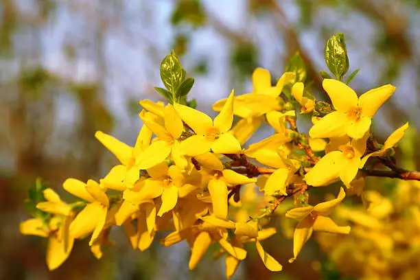 Forsythia x intermedia is an ornamental deciduous shrub of garden origin