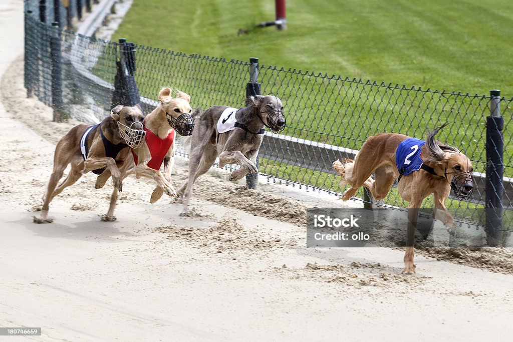 Greyhounds na racetrack - Zbiór zdjęć royalty-free (Agresja)
