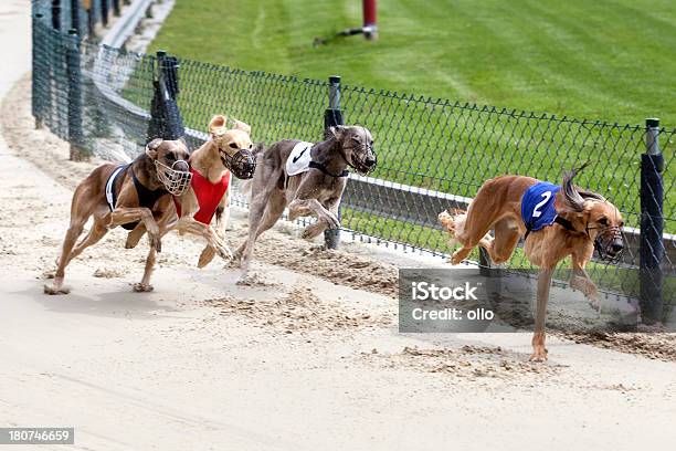 Greyhounds Na Racetrack - zdjęcia stockowe i więcej obrazów Agresja - Agresja, Beat The Clock - powiedzenie angielskie, Biegać