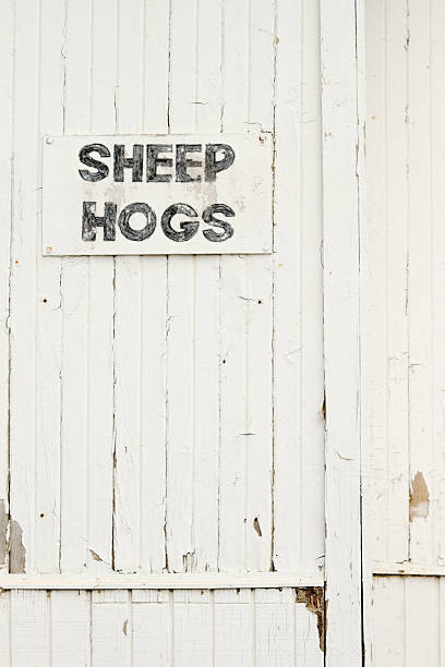 istock Faded Painted Wooden Amish Auction Barn With Sign: SHEEP HOGS 180746729
