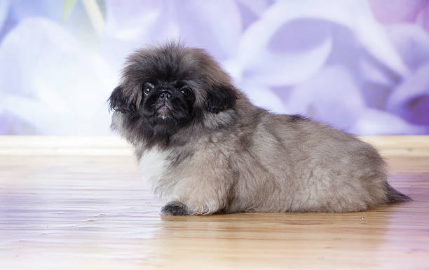 istock Pekinese puppy 180746762