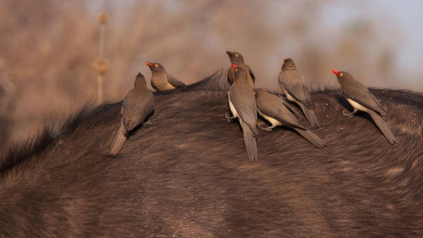 istock Buffalo in Kruger National Park 1807467888