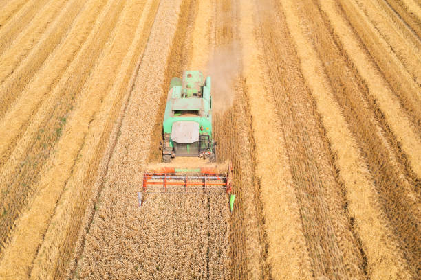 istock Combine harvester in a wheat field 1807468399