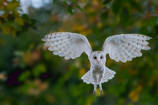 A majestic owl soaring through the air, silhouetted against a backdrop of foliage.