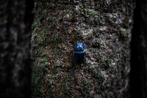 A Thai Stag Beetle rests on a tree inside of Doi Ithanon National Park in Chiang Mai, Thailand. Daily life around Doi Ithanon in Chiang Mai, Thailand as the Thai Government pushes for growth in the international tourism market, recently enacting visa-free entry programs to the Kingdom for international tourists from Russia, China, and India.