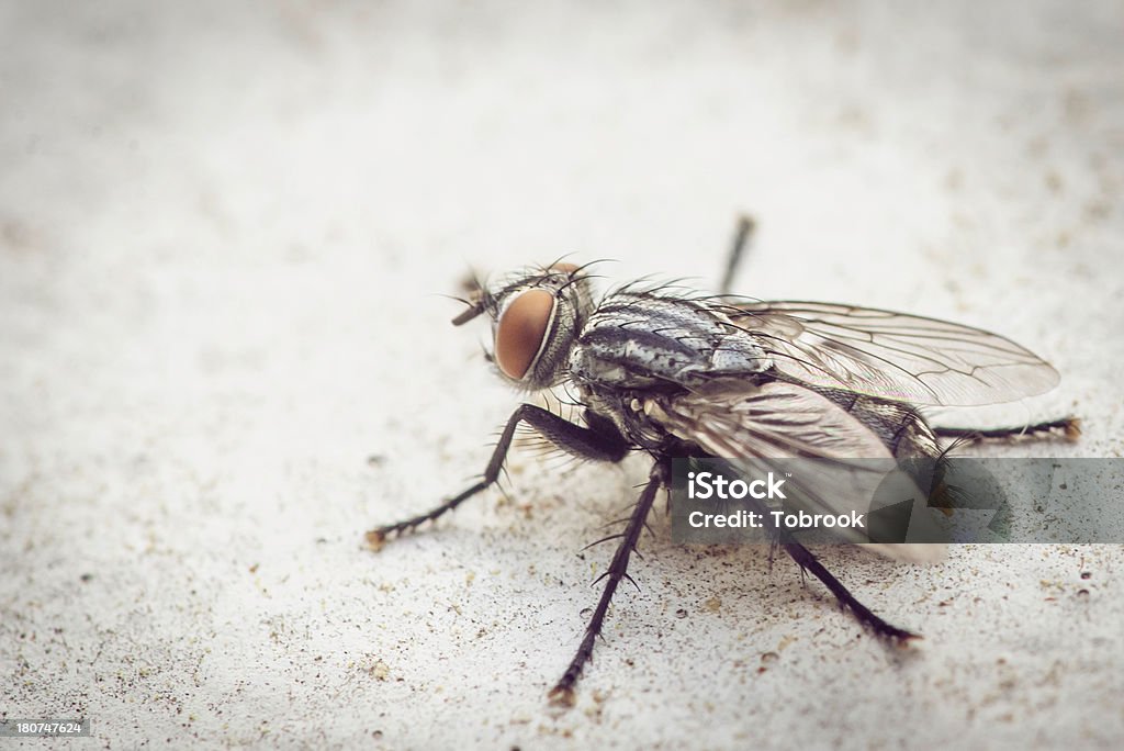 Hairy day Close up of a Black fly Black Fly Stock Photo