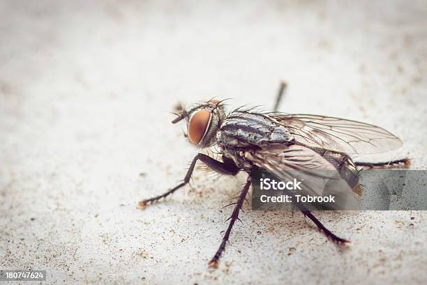 Hairy Day Stock Photo - Download Image Now - Black Fly, Animal Hair, Animal Body Part