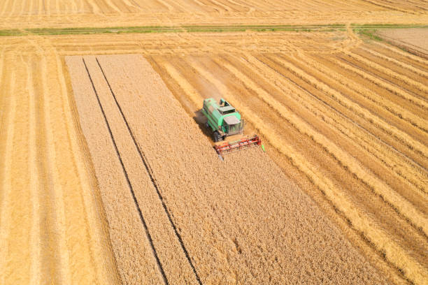 istock Combine harvester in a wheat field 1807476279