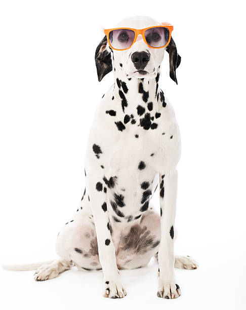 istock Cool Dalmatian with Sunglasses 180747769