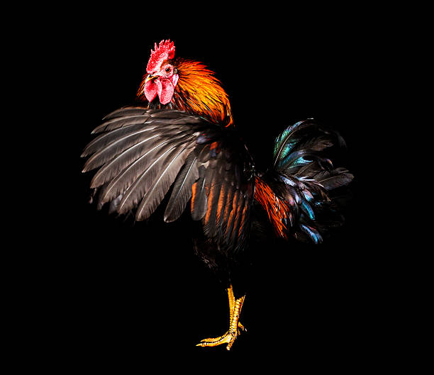 Rooster Rooster on black background rooster open wings stock pictures, royalty-free photos & images