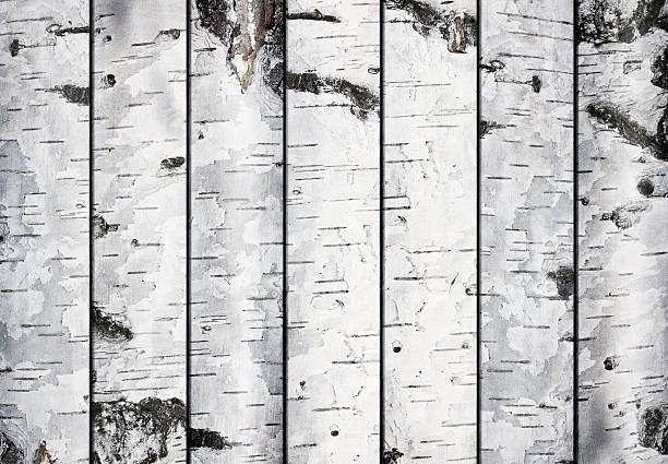 birch planken - wood birch wood grain textured stock-fotos und bilder