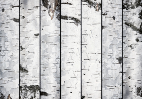 Birch planks background.