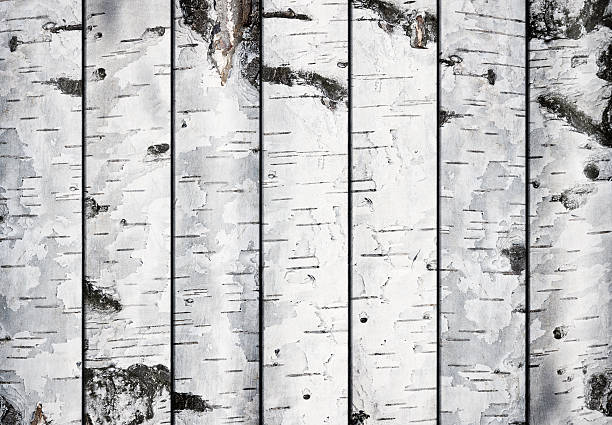 bétula pranchas - birch bark birch tree textured imagens e fotografias de stock